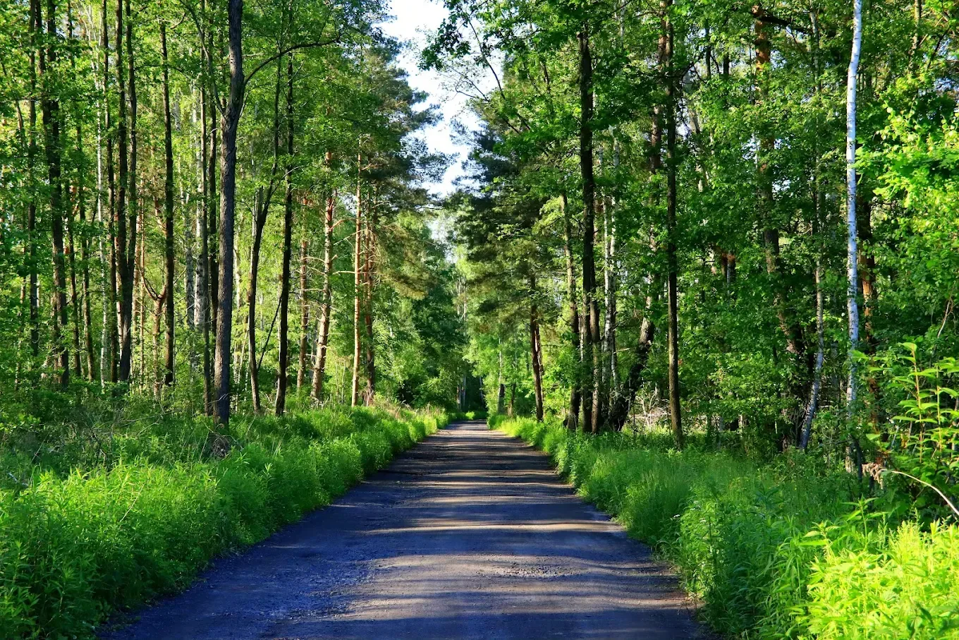 Las w okolicy Zielonki